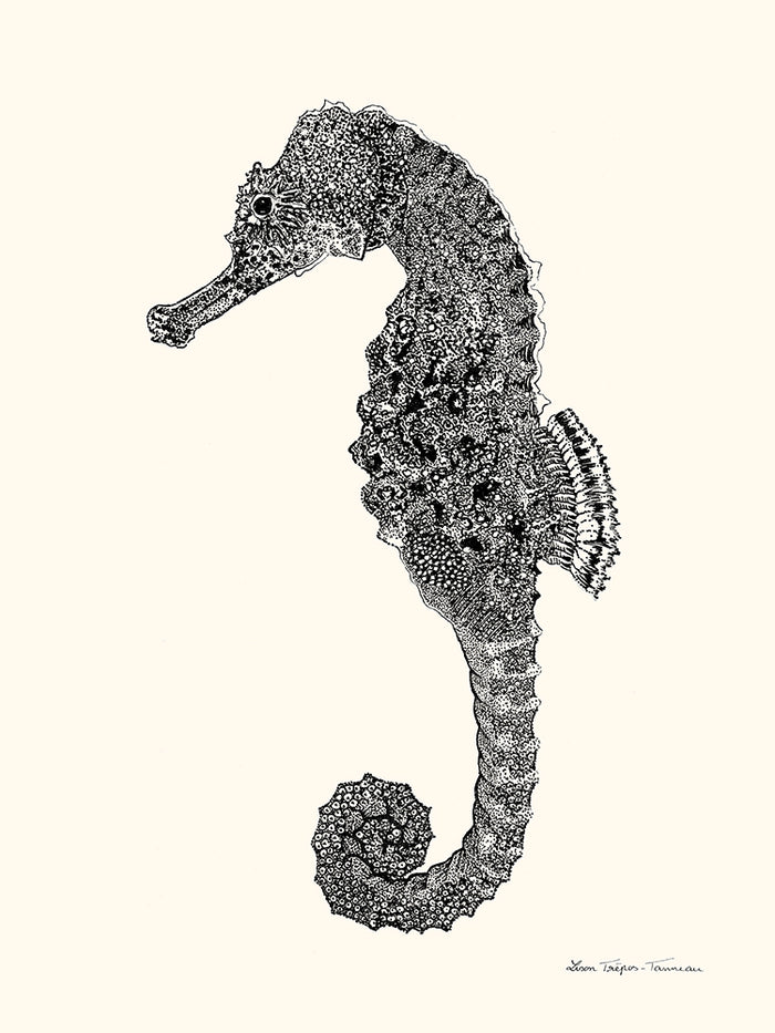Hippocampe de Lison Trépos-Tanneau