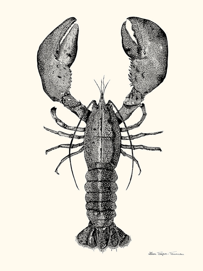 Homard de Lison Trépos-Tanneau