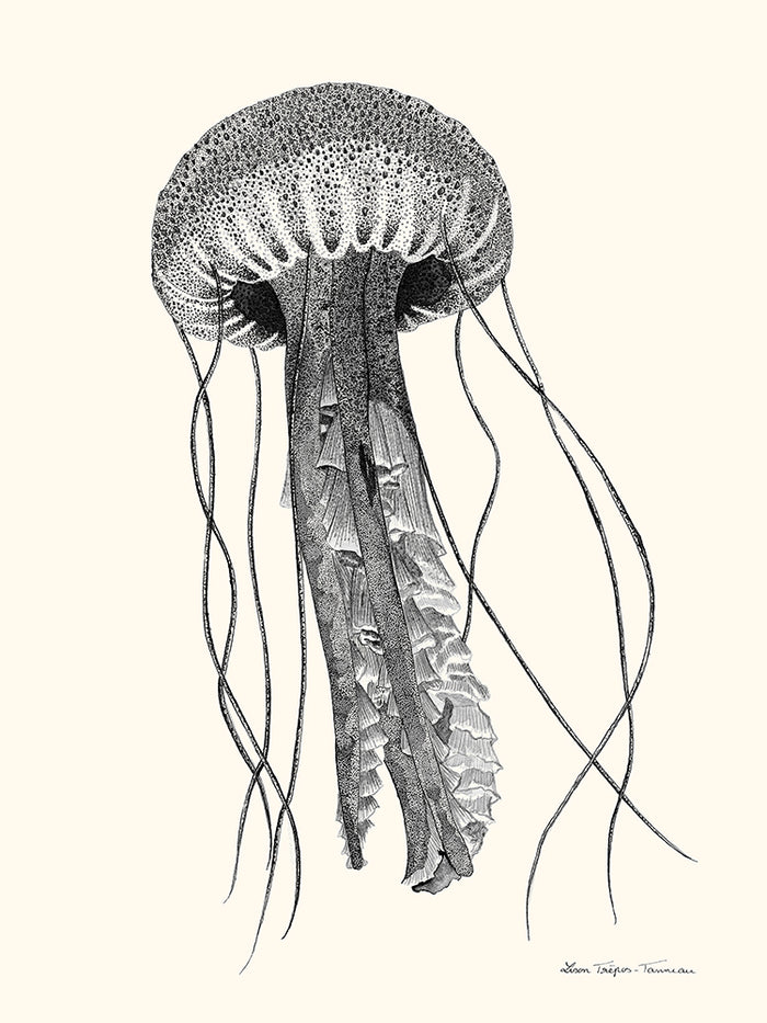 Méduse de Lison Trépos-Tanneau