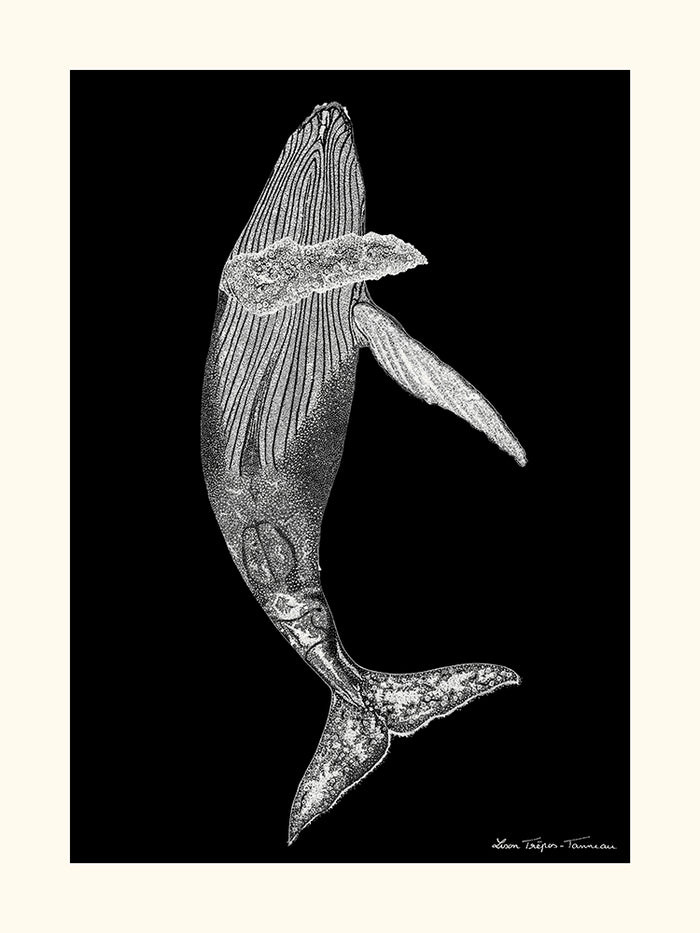 Baleine de Lison Trépos-Tanneau