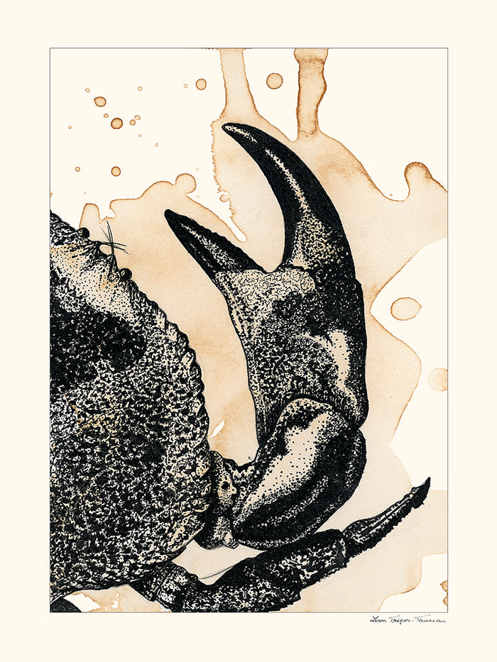 Pince de crabe de Lison Trépos-Tanneau