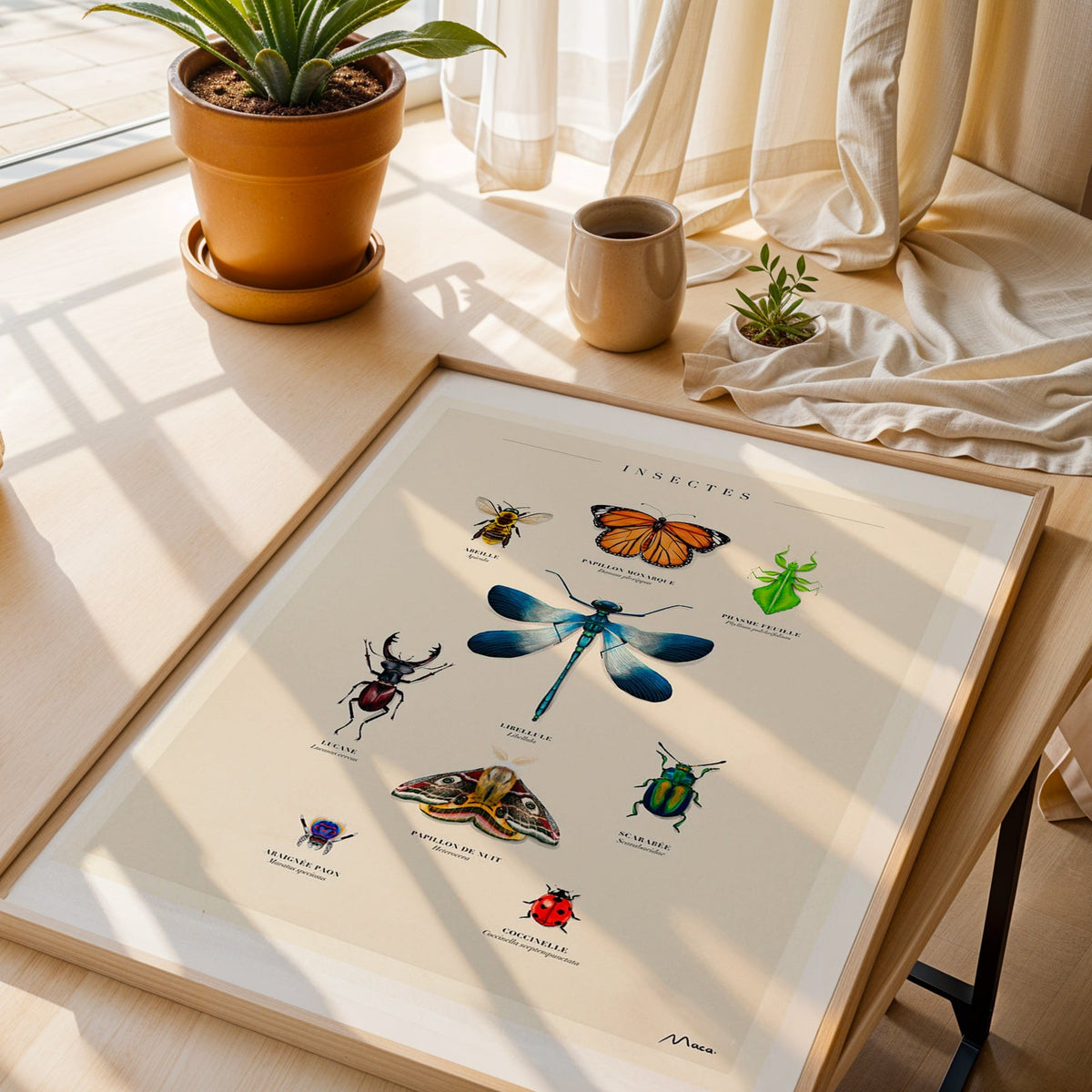 Insectes - Manoca de Manon Cassagne