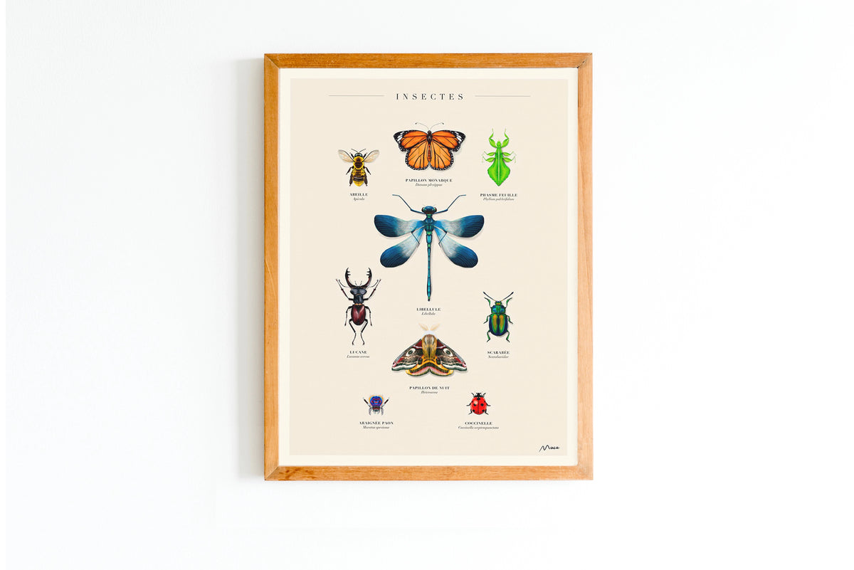 Insectes - Manoca de Manon Cassagne