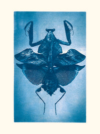 Mante Religieuse par les Papiers Bleus