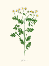 Matricaria - Camomille sauvage