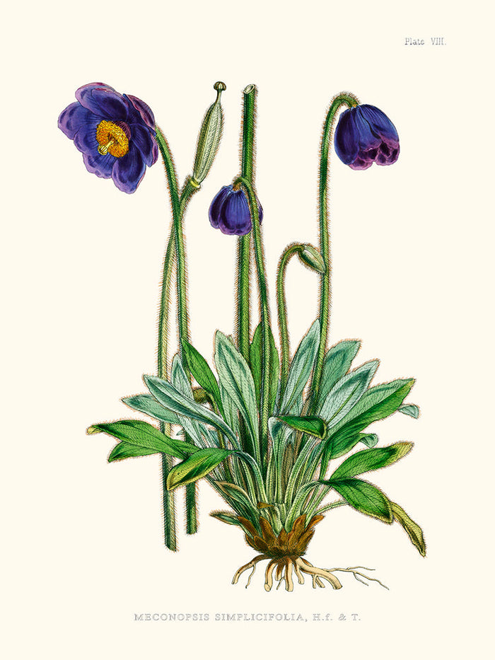 Meconopsis Simplicifolia - Illustration of Himalayan plants (Plate VIII)