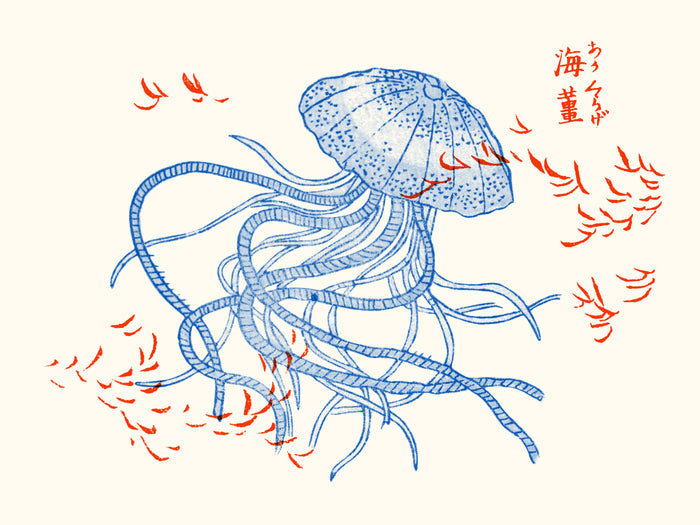 Riso -Les méduses de Takizawa