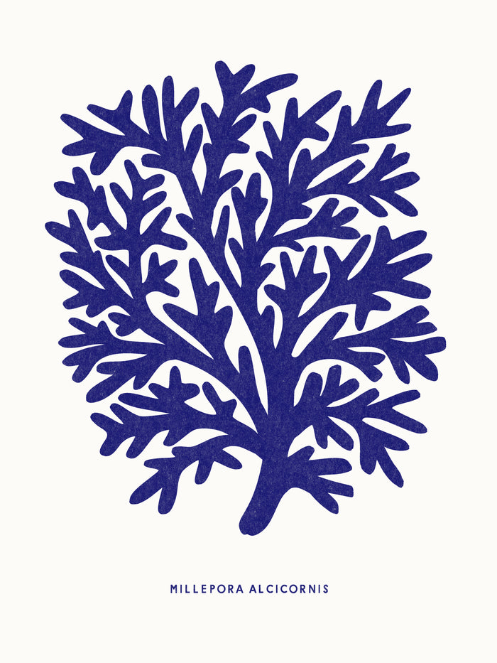 Riso -Les coraux riso - Millepora alcicornis