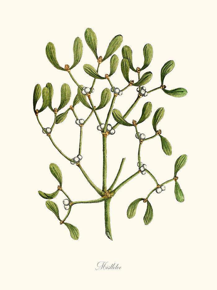 Mistletoe - Gui