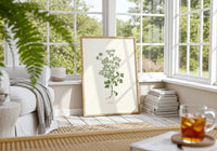 Coriander - Coriande