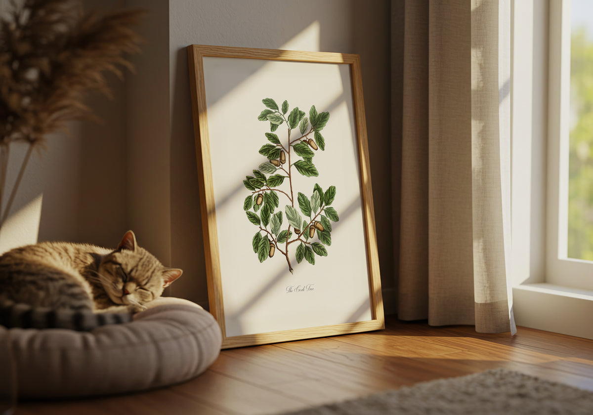 The Cork Tree - L'arbre à liège ou Chêne Liège.
