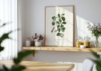 The Magellanic Bay-like Tree - Cannelle de Magellan