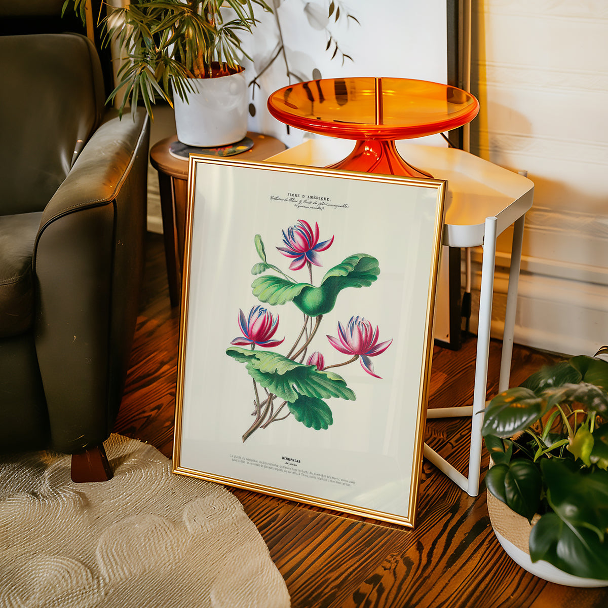 Nénuphear - Flore d'Amérique