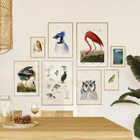 Geais Bleu par Hélène Monfort