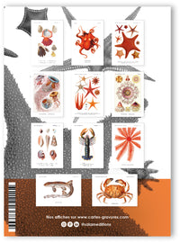 Collection "Poissons Rouges" - 11 CP