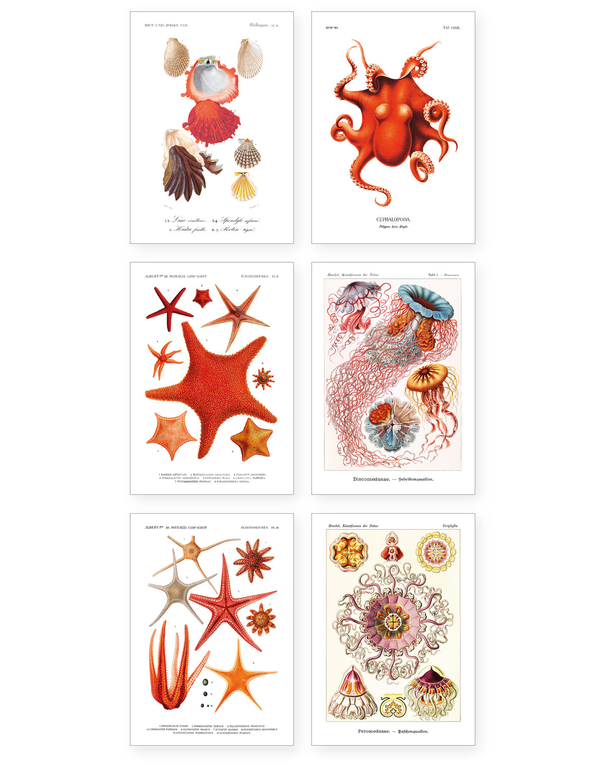 Collection "Poissons Rouges" - 11 CP