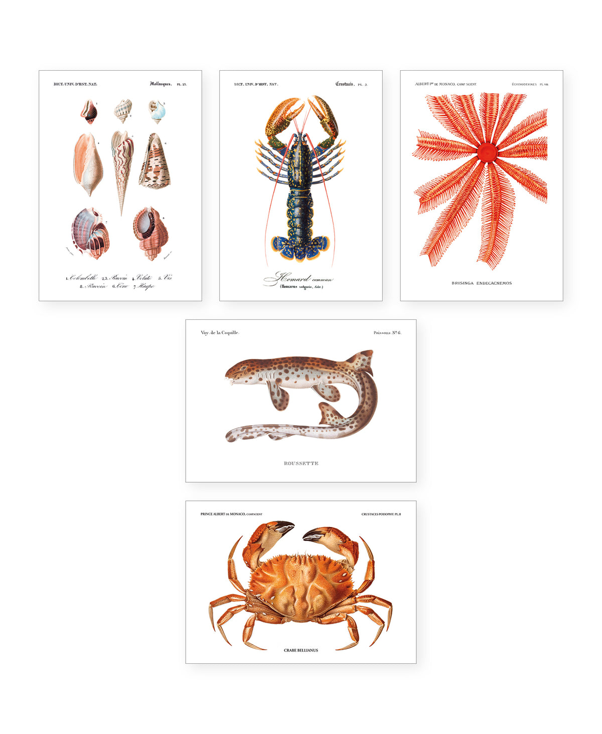 Collection "Poissons Rouges" - 11 CP