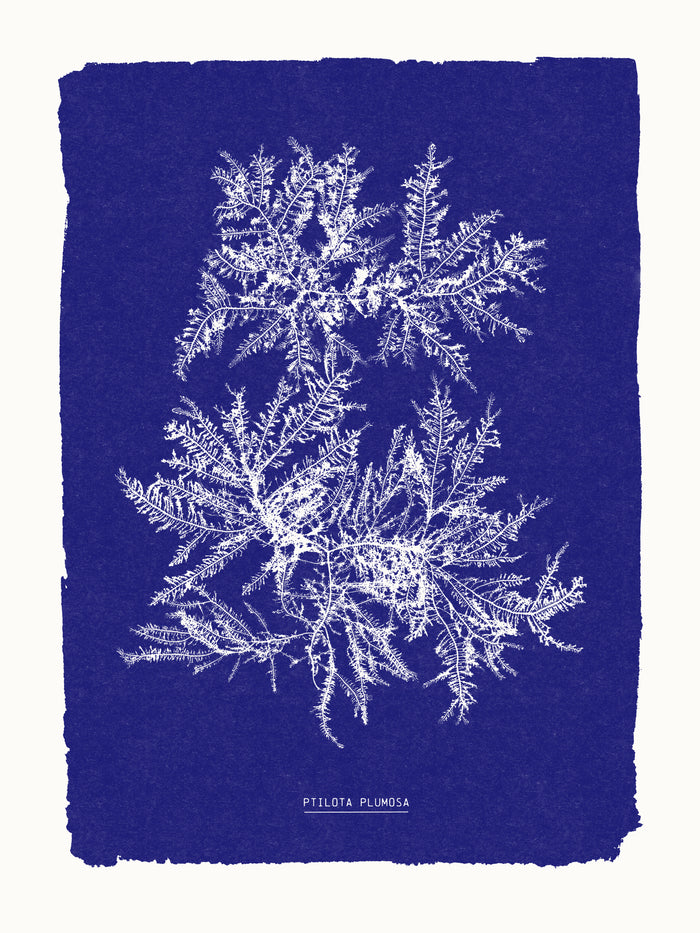 Riso -Cyanotype algues Ptilota plumosa