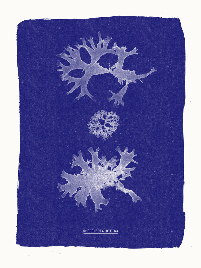 Riso -Cyanotype algues Rhodomenia bifida