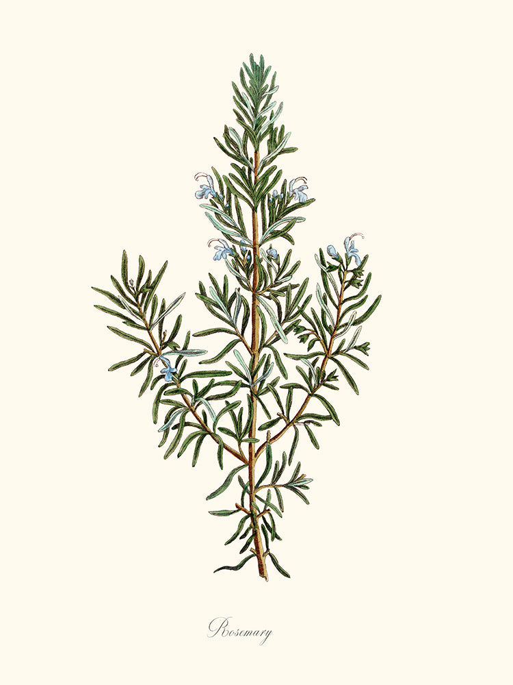 Rosemary - Romarin