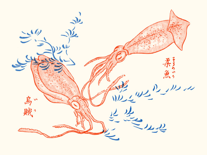 Riso -Les seiches de Takizawa