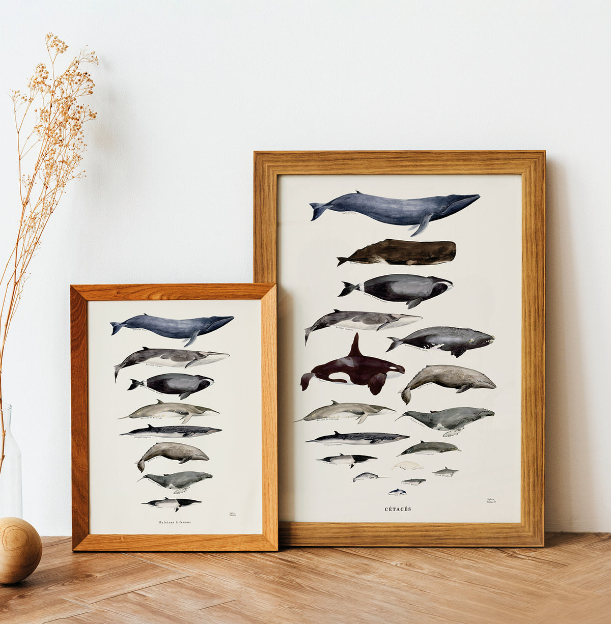 Baleines à fanons de Sophie Bataille