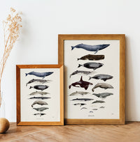 Baleines à fanons de Sophie Bataille