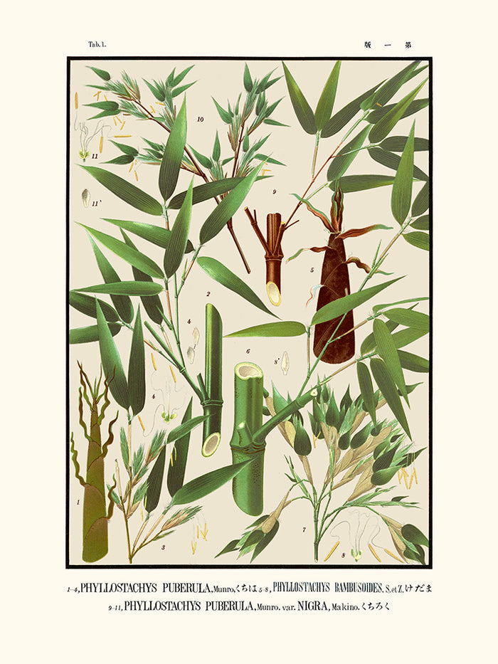 Tab 1 - Phyllostachys Puberula (Icones of the bamboos of Japan)