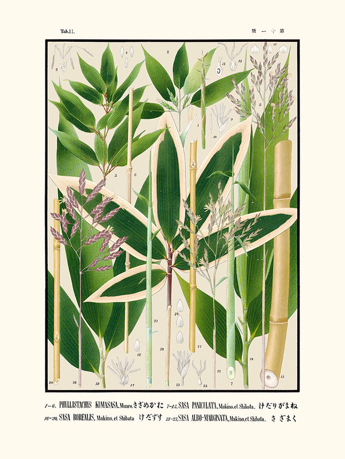 Tab 11 - Phyllistachys Kumasasa (Icones of the bamboos of Japan)