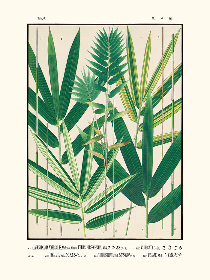 Tab 6 - Arundinaria Variabilis (Icones of the bamboos of Japan)
