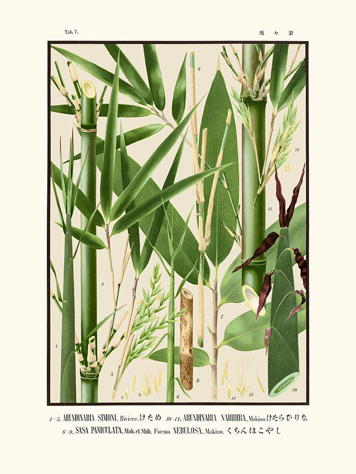 Tab 7 - Arundinaria Simoni  (Icones of the bamboos of Japan)