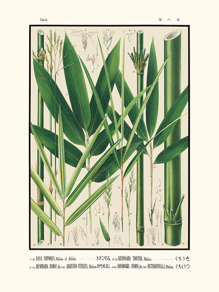 Tab 8 - Sasa Nipponica (Icones of the bamboos of Japan)