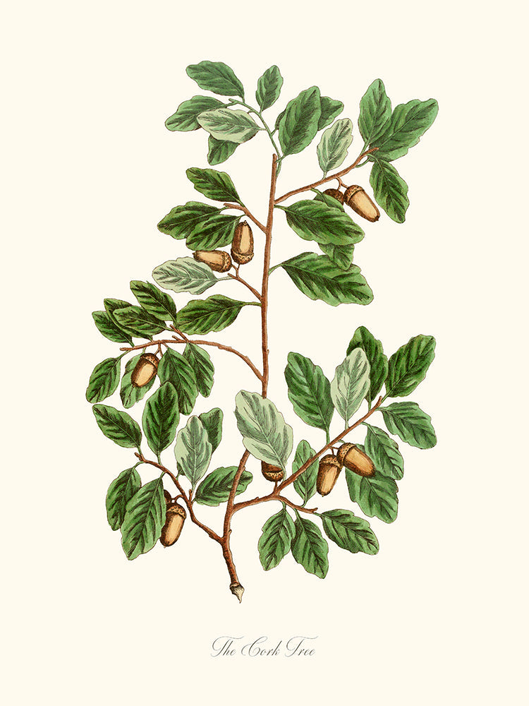 The Cork Tree - L'arbre à liège ou Chêne Liège.