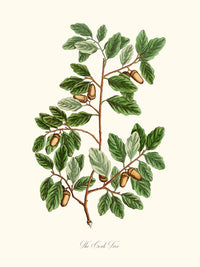 The Cork Tree - L'arbre à liège ou Chêne Liège.