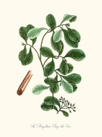 The Magellanic Bay-like Tree - Cannelle de Magellan