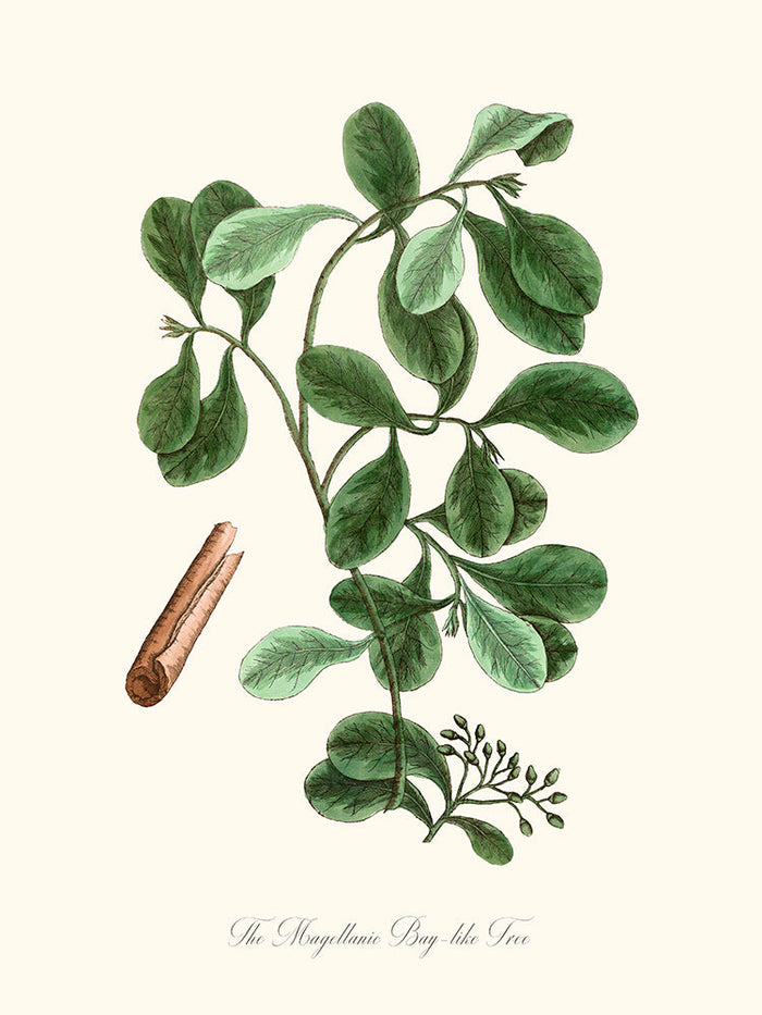 The Magellanic Bay-like Tree - Cannelle de Magellan