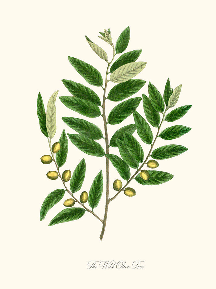 The Wild Olive Tree - L'Olivier sauvage