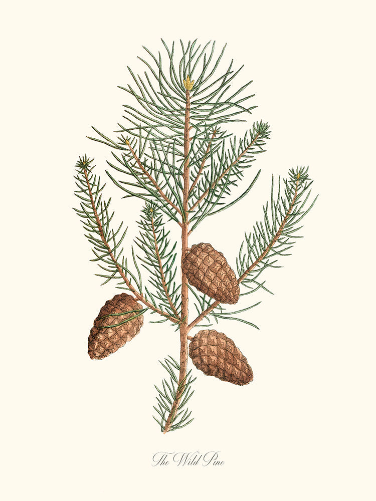 The Wild Pine - Le pin sauvage ou Pin sylvestre