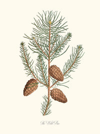 The Wild Pine - Le pin sauvage ou Pin sylvestre