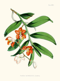 Vanda Cathcarti - Illustration of Himalayan plants (Plate XXIII)