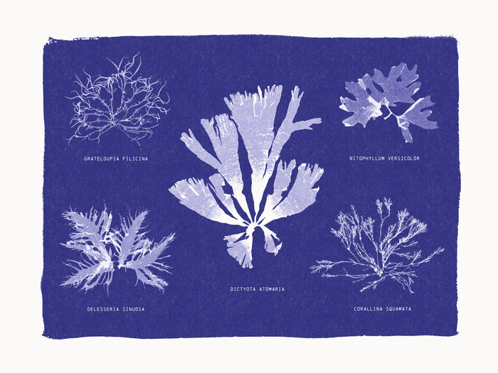 Riso -Cyanotype ensemble d'algues