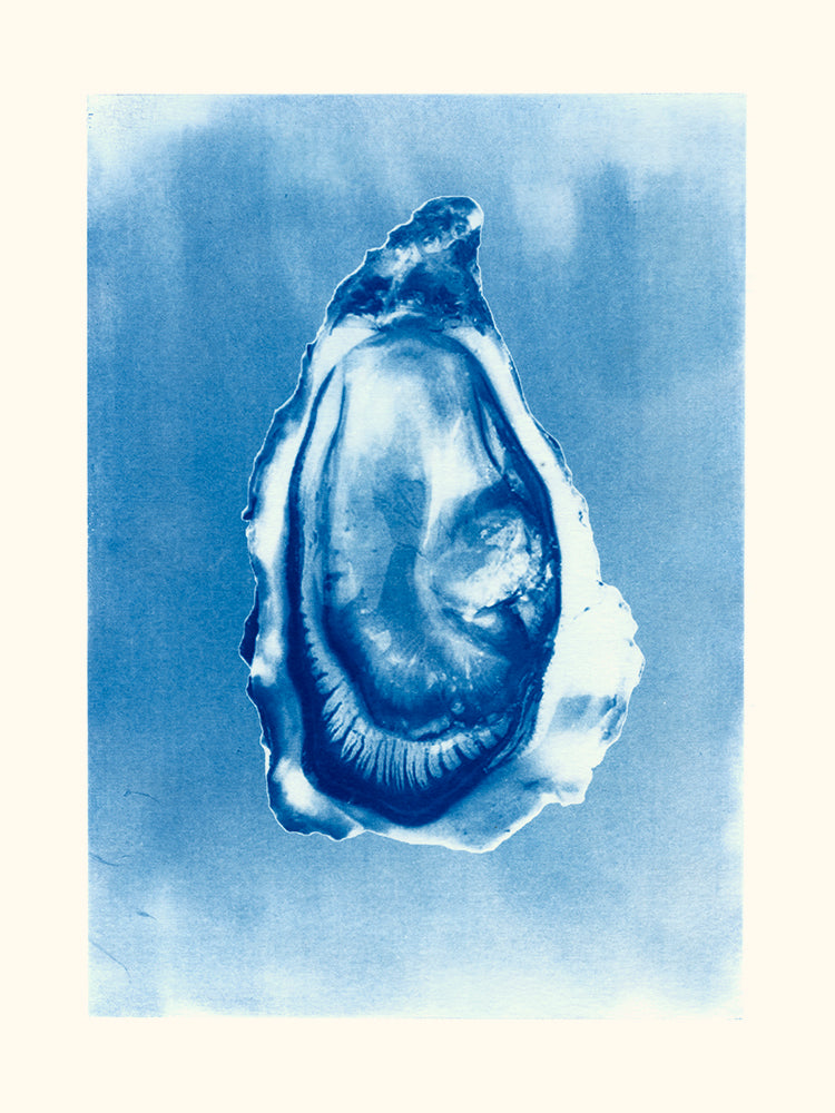 Huitre par Les Papiers Bleus