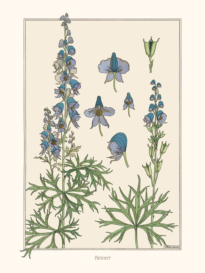 Aconit de Verneuil