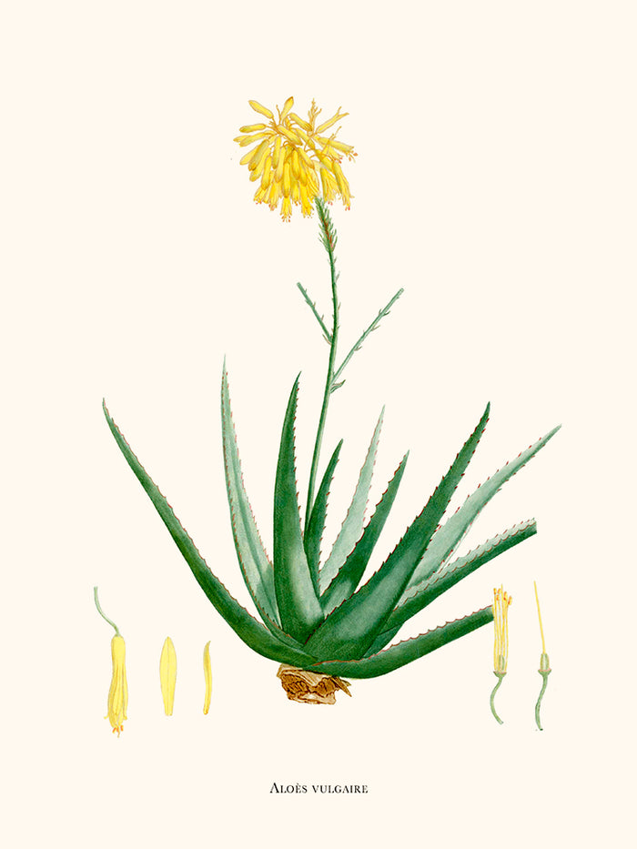 Aloès Vulgaris