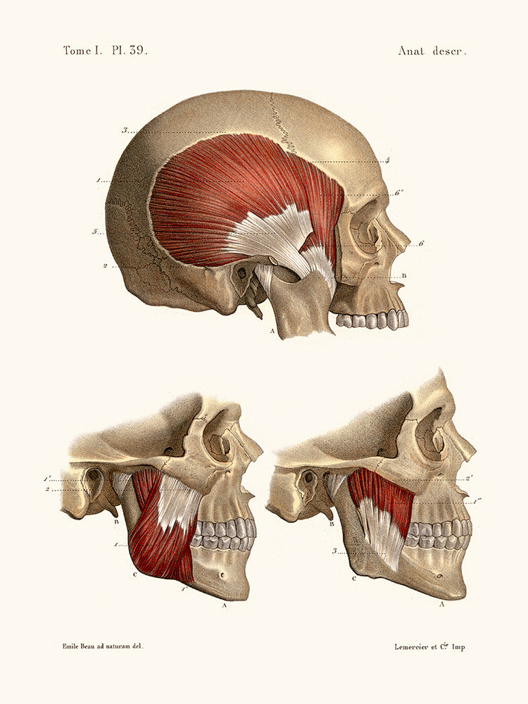 Anatomie Pl39 Crane et ses muscles –