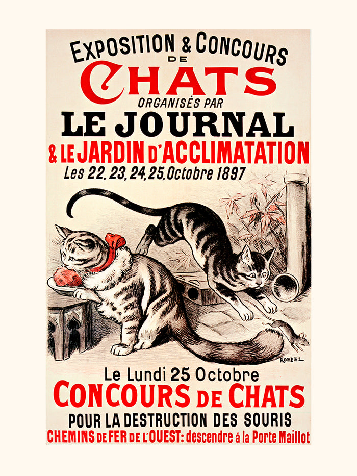 Cat shows and competitions