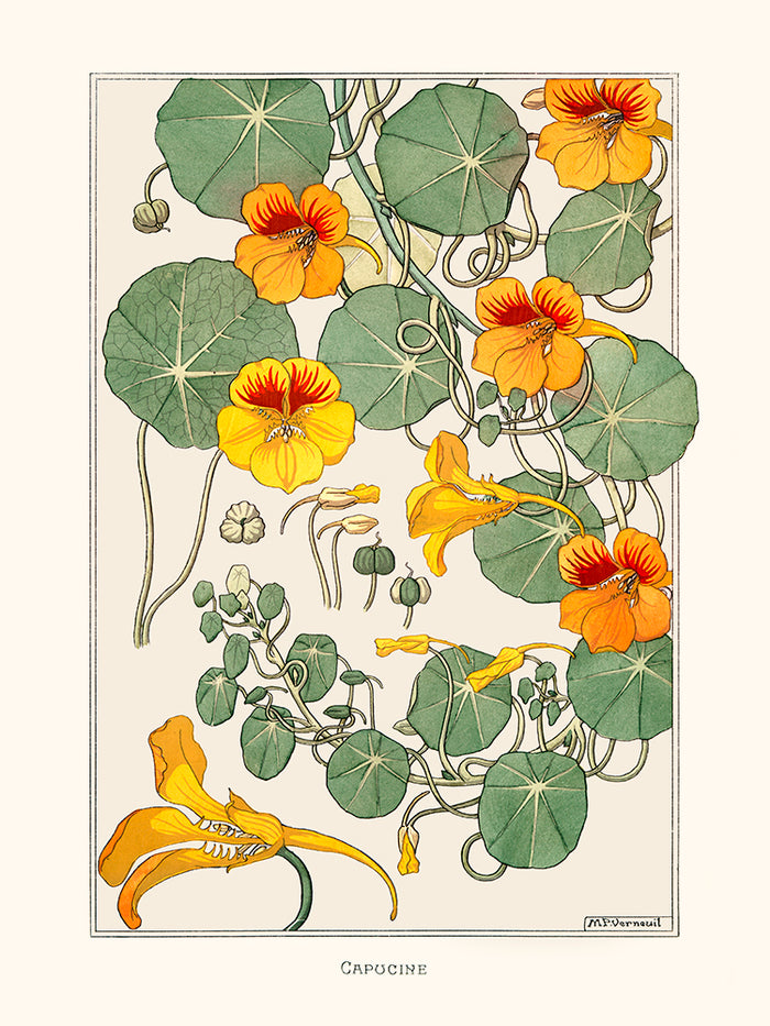 Capucine de Verneuil