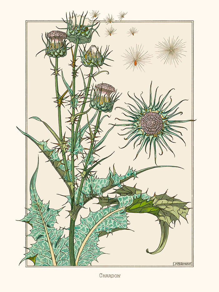 Chardon de Verneuil
