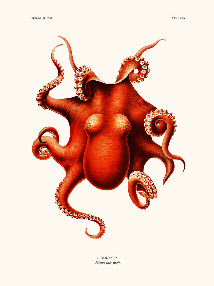 Cephalopod Polypus Levis Hoyle