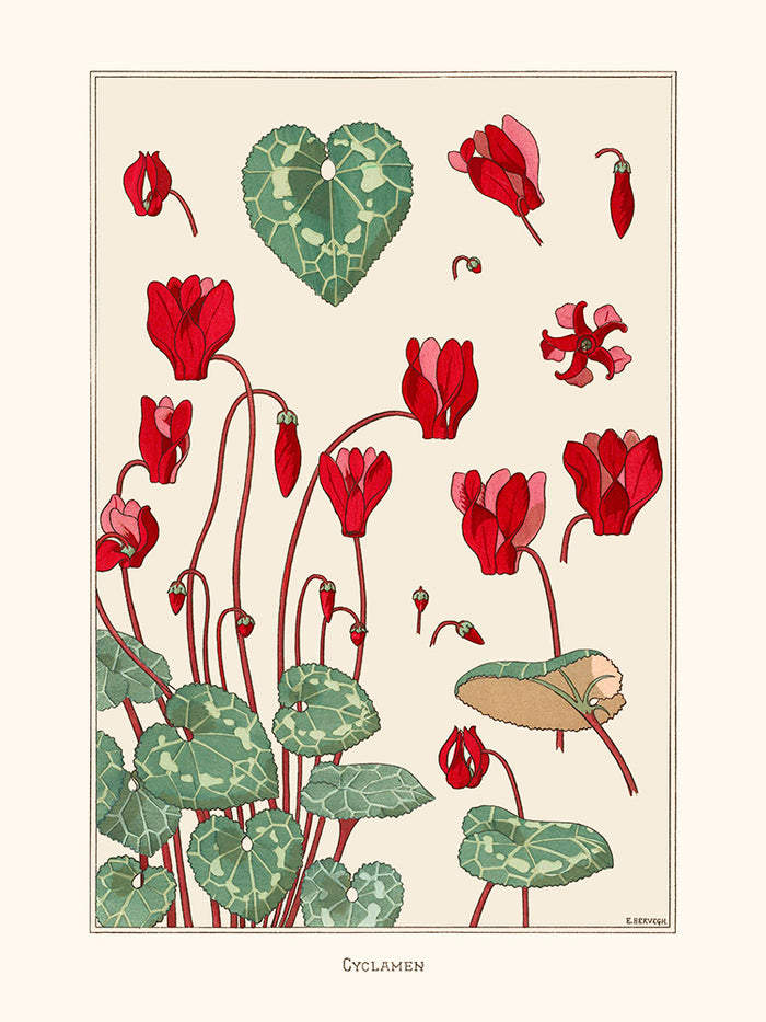 Cyclamen de Verneuil